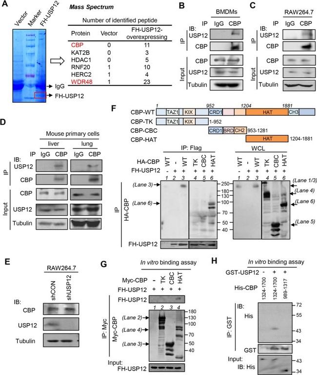 CBP Antibody in Western Blot, Immunoprecipitation (WB, IP)