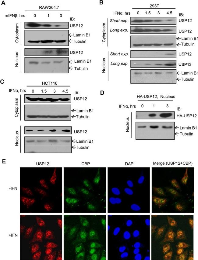 CBP Antibody in Immunocytochemistry (ICC/IF)