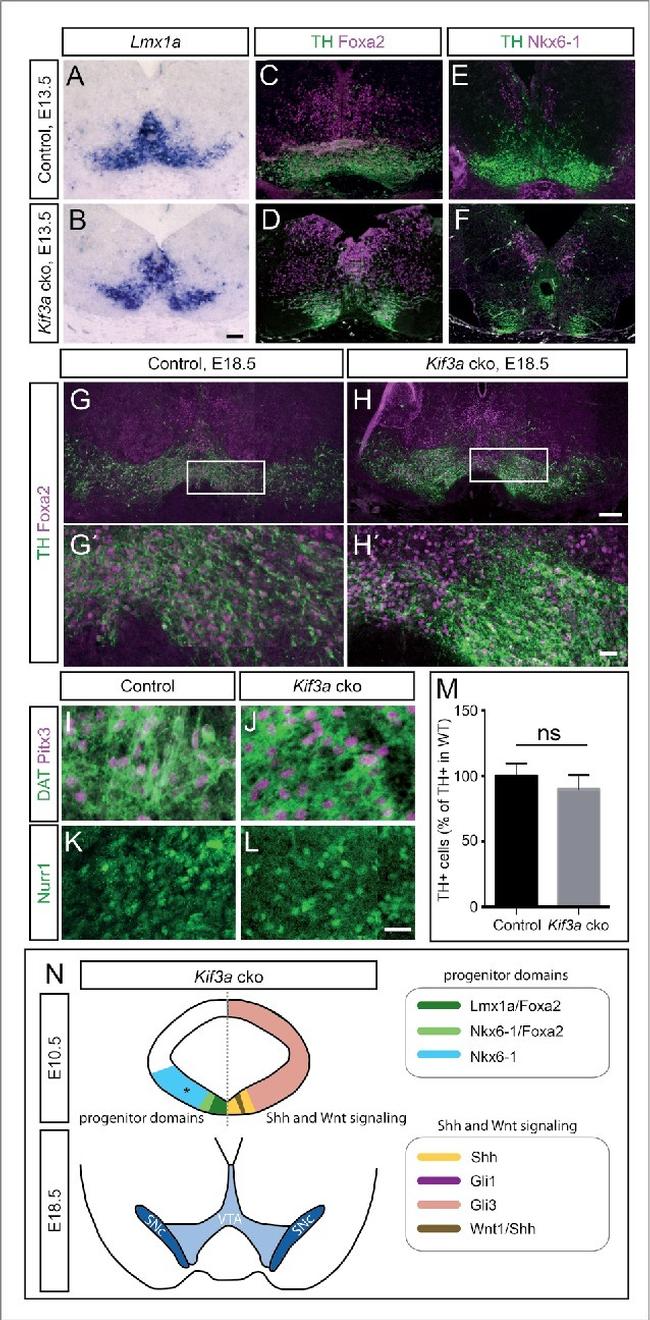 PITX3 Antibody in Immunohistochemistry (IHC)