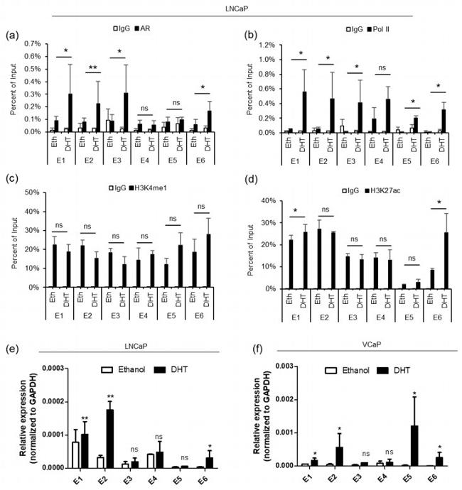 H3K27ac Antibody in ChIP Assay (ChIP)