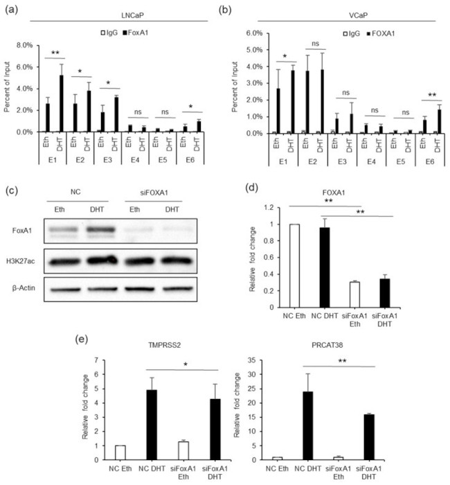 H3K27ac Antibody in Western Blot (WB)