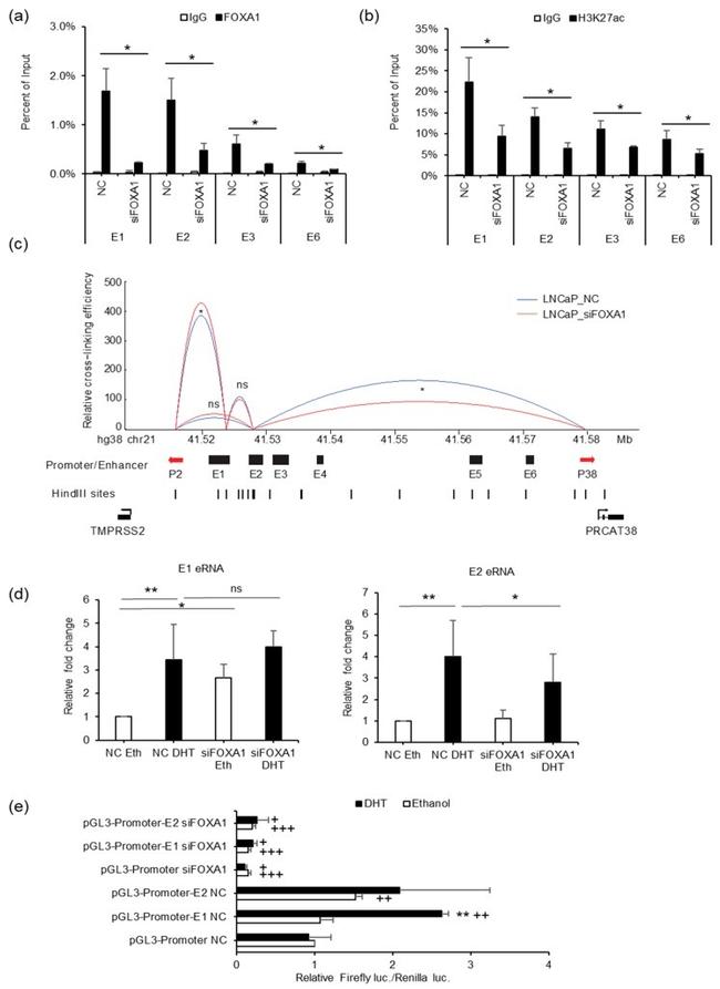 H3K27ac Antibody in ChIP Assay (ChIP)