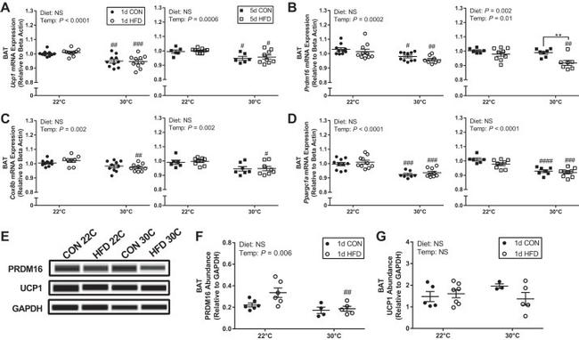 UCP1 Antibody in Western Blot (WB)