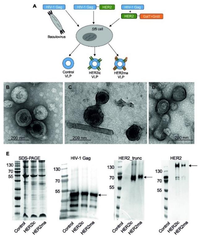 ErbB2 (HER-2) Antibody in Western Blot (WB)