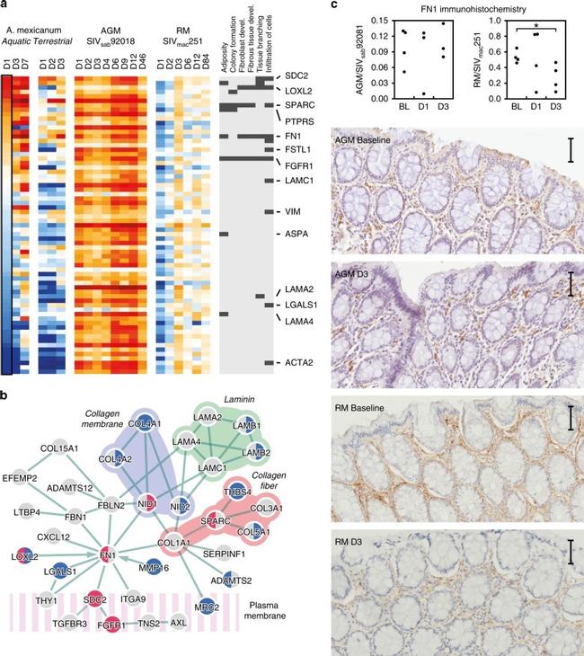 Fibronectin Antibody in Immunohistochemistry (IHC)