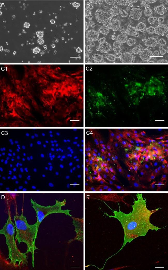 SSEA3 Antibody in Immunocytochemistry (ICC/IF)