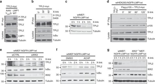 NFkB p105 Antibody in Western Blot (WB)