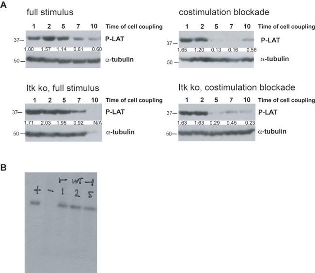 alpha Tubulin Antibody in Western Blot (WB)