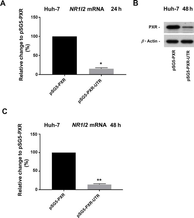 PXR Antibody in Western Blot (WB)