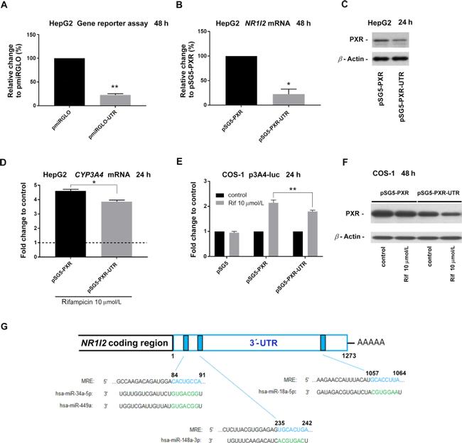 PXR Antibody in Western Blot (WB)