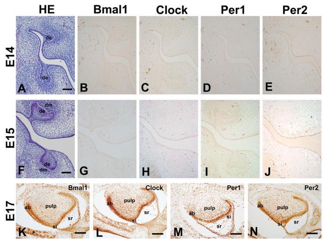 CLOCK Antibody in Immunohistochemistry (IHC)