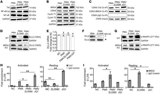 HIV1 Tat Antibody in Western Blot (WB)