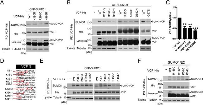 VCP Antibody in Western Blot (WB)