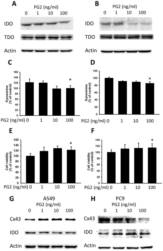 IDO Antibody in Western Blot (WB)