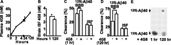 beta Amyloid (1-40) Antibody in ELISA (ELISA)