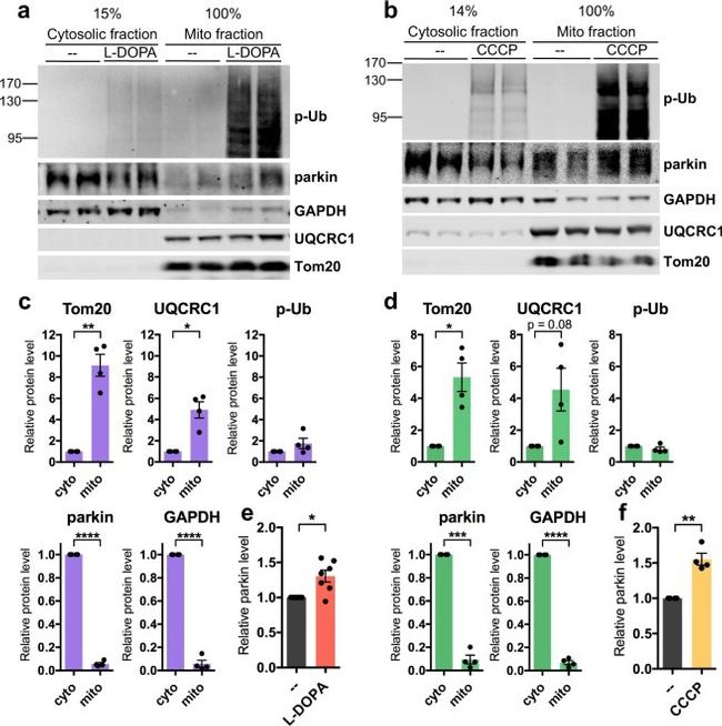 UQCRC1 Antibody in Western Blot (WB)