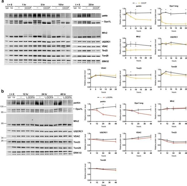 UQCRC1 Antibody in Western Blot (WB)