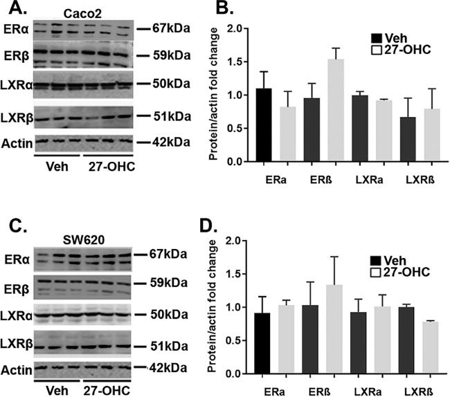 LXR beta Antibody in Western Blot (WB)