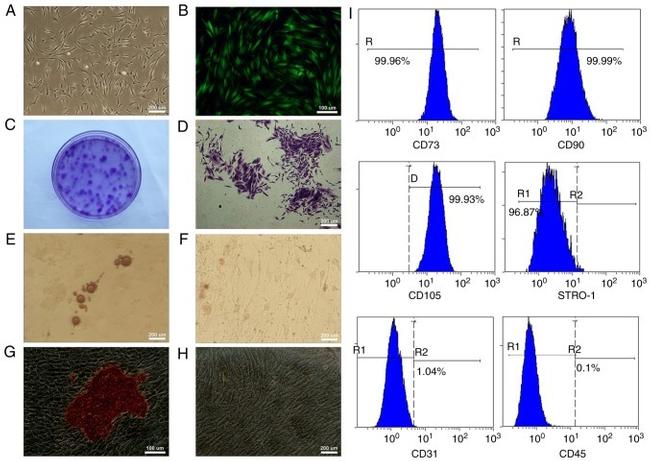 STRO-1 Antibody in Flow Cytometry (Flow)