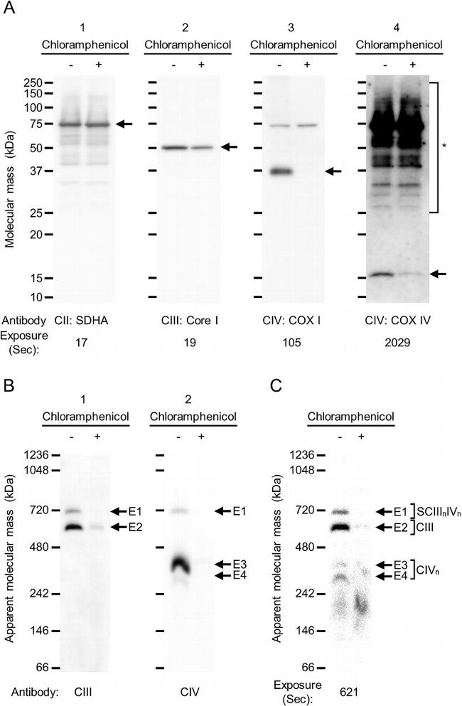 SDHA Antibody in Western Blot (WB)