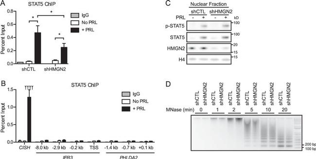 Phospho-STAT5 alpha (Tyr694) Antibody in Western Blot (WB)