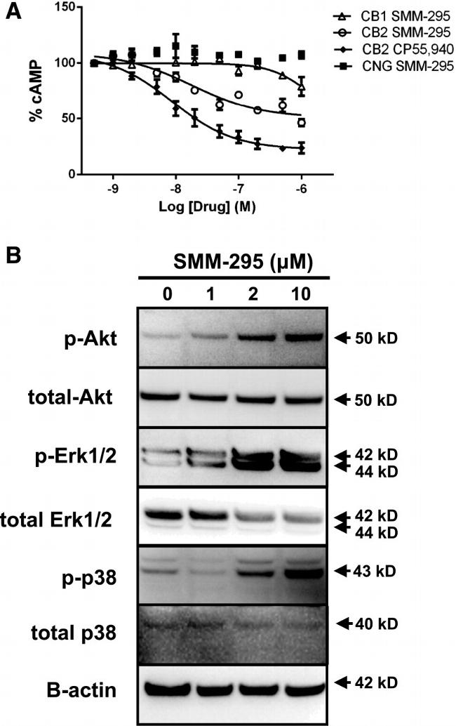 beta Actin Antibody in Western Blot (WB)