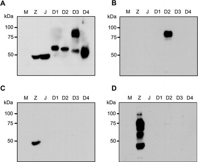 Dengue Virus Type 2 NS1 Antibody in Western Blot (WB)