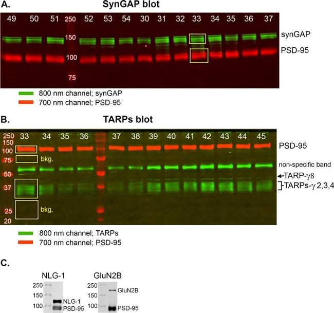 SynGAP Antibody in Western Blot (WB)