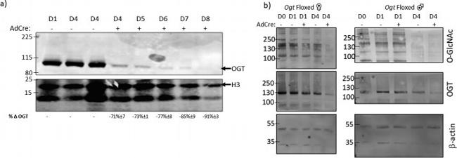 O-linked N-acetylglucosamine (O-GlcNAc) Antibody in Western Blot (WB)