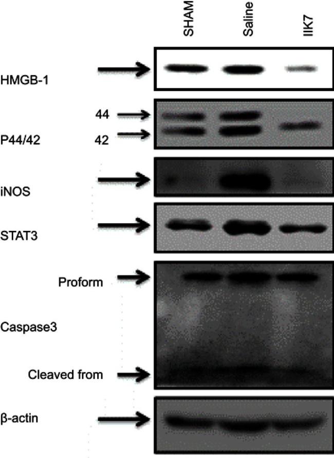 iNOS Antibody in Western Blot (WB)