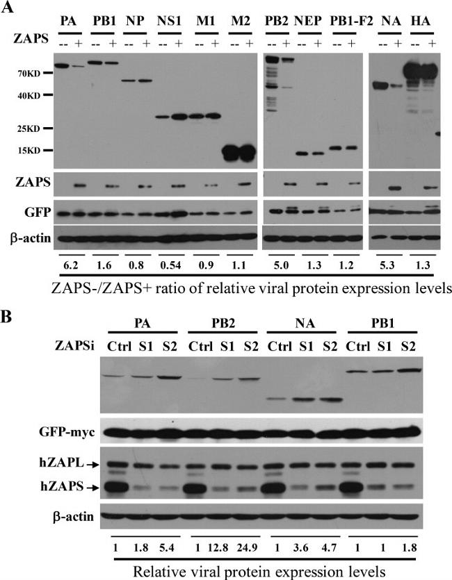 ZC3HAV1 Antibody in Western Blot (WB)