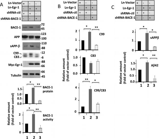 beta Amyloid Antibody in Western Blot (WB)