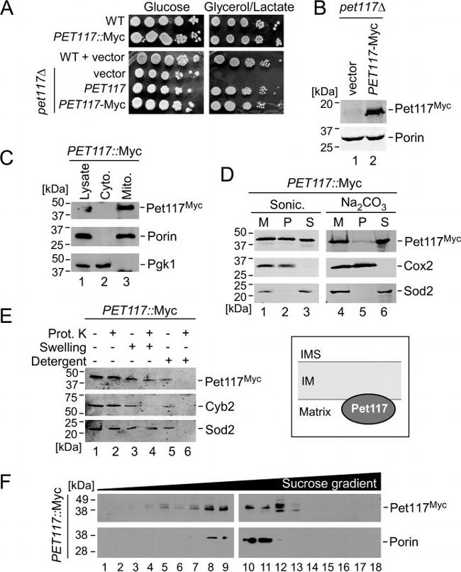 PGK1 Antibody in Western Blot (WB)