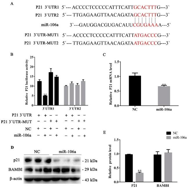 BAMBI Antibody in Western Blot (WB)