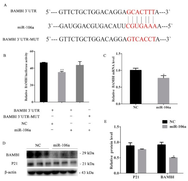 BAMBI Antibody in Western Blot (WB)