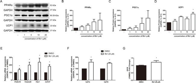 PPAR alpha Antibody in Western Blot (WB)