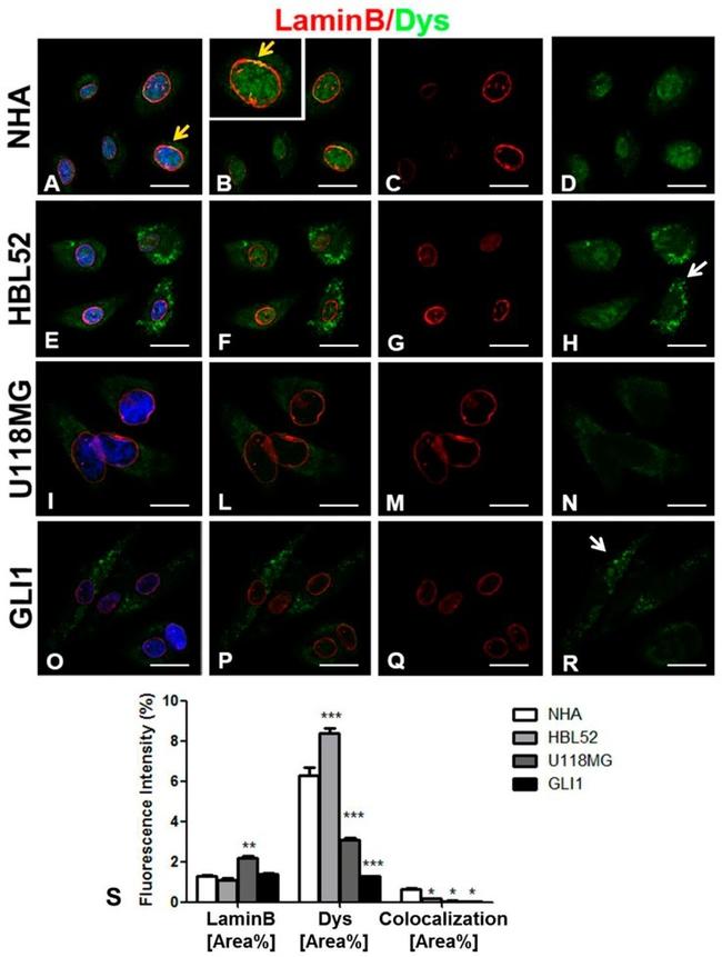 Lamin B1 Antibody in Immunocytochemistry (ICC/IF)