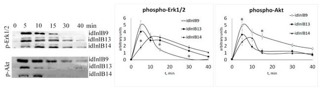 Phospho-AKT1 (Ser473) Antibody in Western Blot (WB)