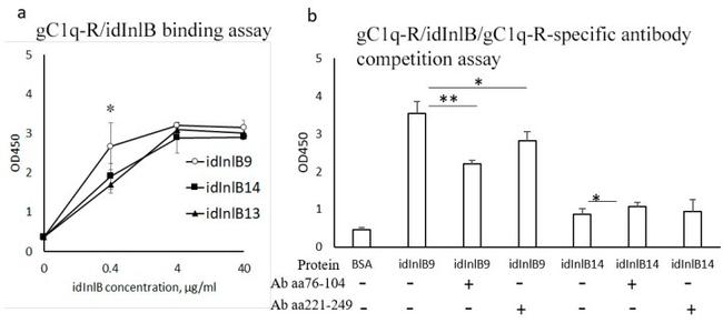 C1QBP Antibody in ELISA (ELISA)