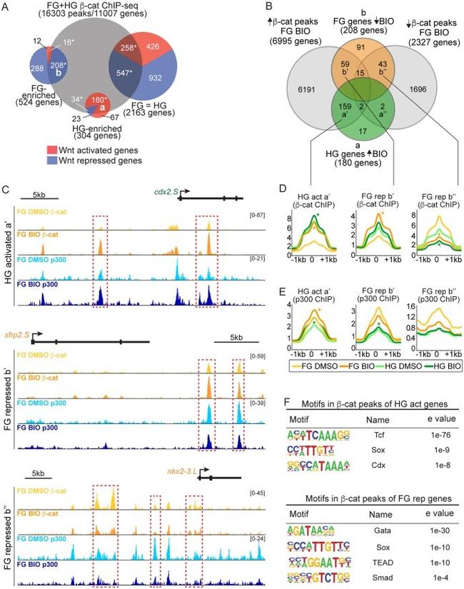 beta Catenin Antibody in ChIP Assay (ChIP)