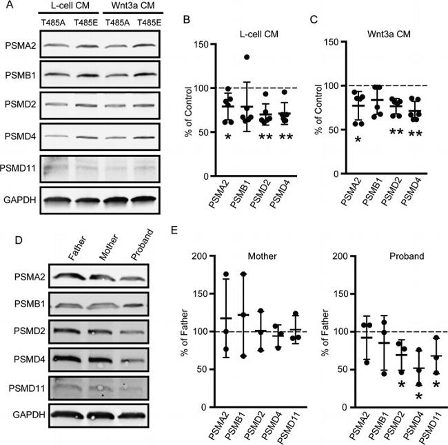 PSMB1 Antibody in Western Blot (WB)