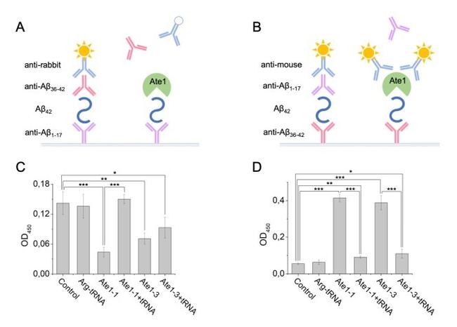 beta Amyloid Antibody in ELISA (ELISA)