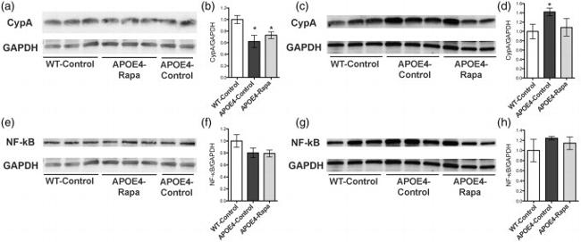 GAPDH Antibody in Western Blot (WB)