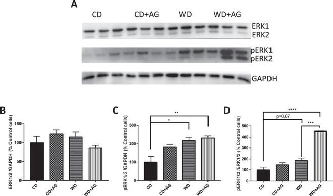 ERK1/ERK2 Antibody in Western Blot (WB)