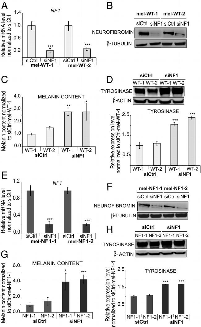 beta Tubulin Loading Control Antibody in Western Blot (WB)