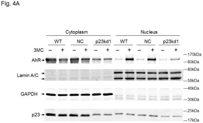 p23 Antibody in Western Blot (WB)