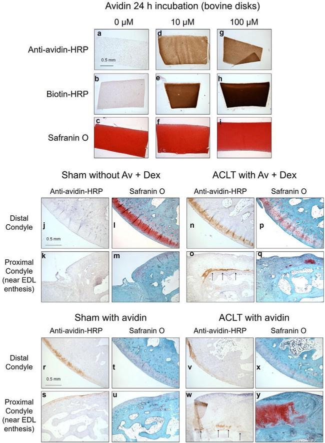 Avidin Antibody in Immunohistochemistry (IHC)