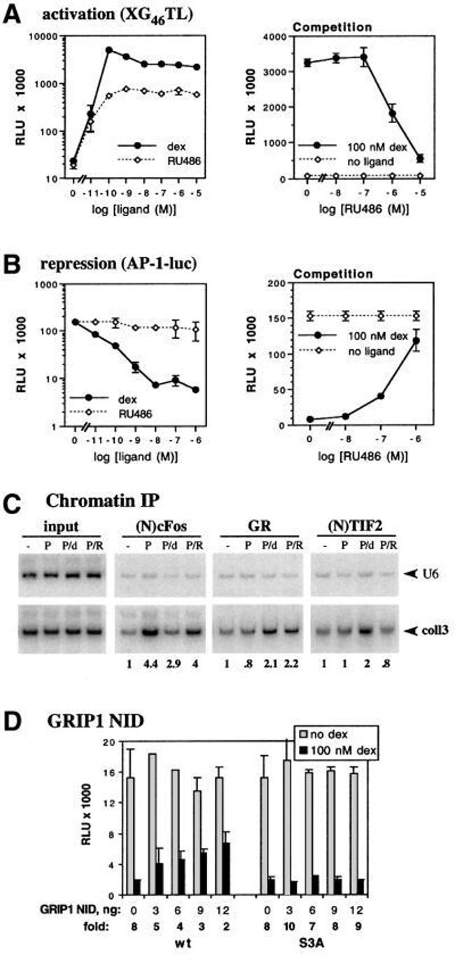 SRC2 Antibody in ChIP Assay (ChIP)