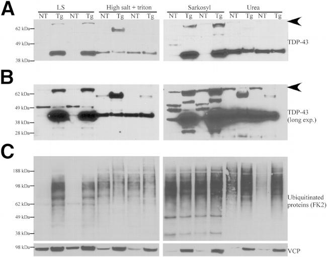 VCP Antibody in Western Blot (WB)