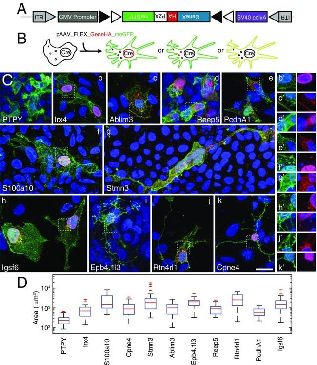 IGSF6 Antibody in Immunocytochemistry (ICC/IF)